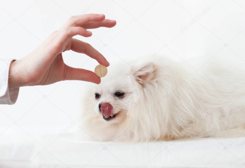 A hand holding a large pill and a white Pomeranian dog licking its lips. Vitamins for animals, animal treatment.