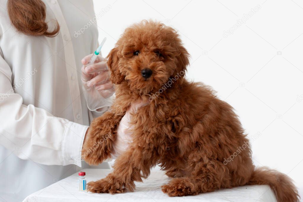 A girl veterinarian in gloves holds a syringe over that poodle color red brown, next to a bottle of vaccine. Animal vaccination, veterinary care.