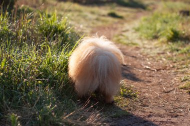 Küçük kırmızı tüylü bir köpek Pomeranya Pomeranya köpeği geri geri duruyor çimlerin etrafındaki patikada tüylü kuyruğu görebilirsiniz