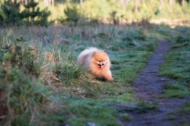 Küçük kırmızı tüylü tüylü köpek Pomeranian yolda çimlerden kaçar.