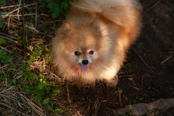 Egy kis piros bolyhos kutya, pomerániai áll szemben a háttérben a fű az erdőben, a szájkosár az árnyék a fák — Stock Fotó