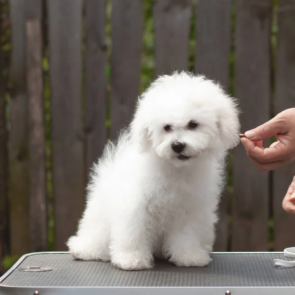 Bir el, tımar masasında oturan tüylü beyaz bir köpeğe yemek uzatır.