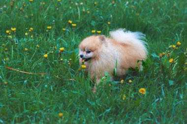 Küçük kırmızı tüylü bir köpek Pomeranian ayısı karahindibaların arasında çimlerde koşar. Evcil hayvan, arkadaş, köpek gezdirme kavramı