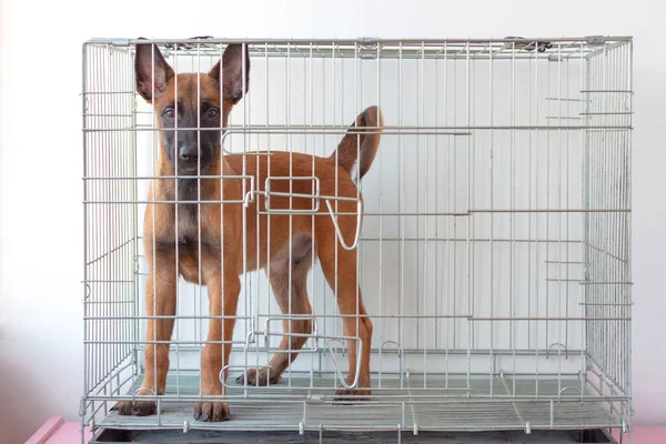 İki aylık Belçika kurdu Malinois köpeği demir bir kafeste duruyor. Köpek yetiştiriciliği