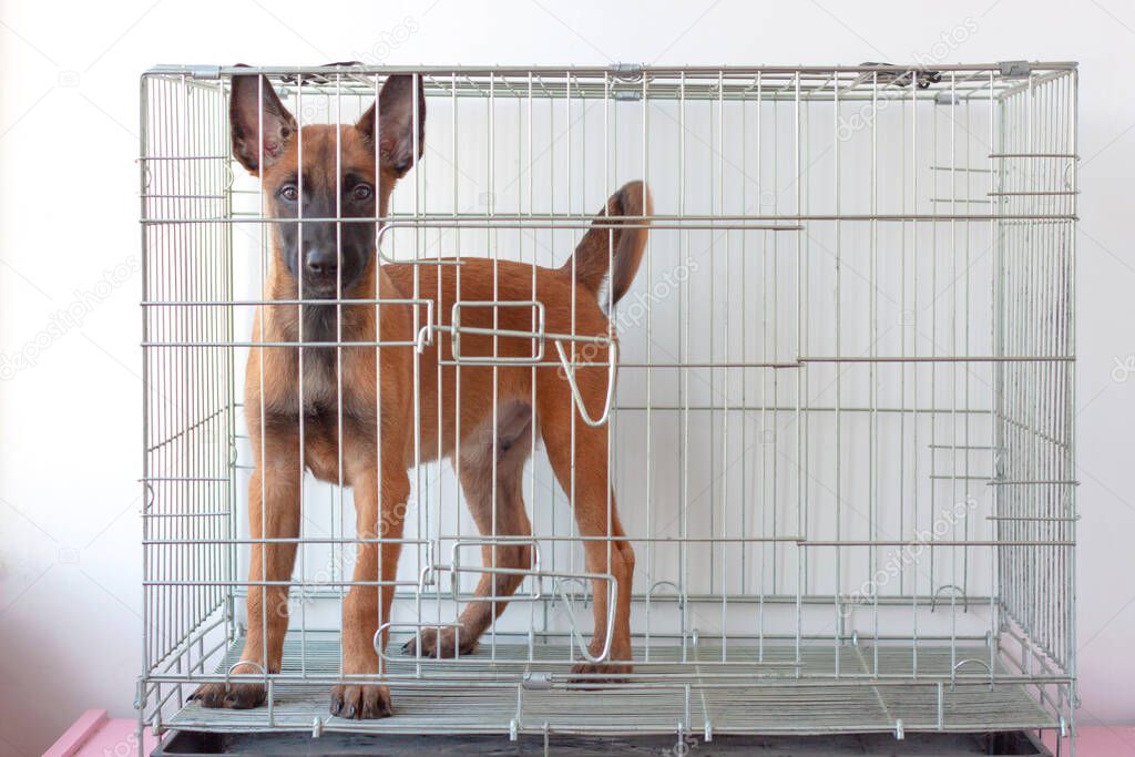 A two-month-old Belgian Shepherd Malinois puppy stands in an iron cage. Dog breeding