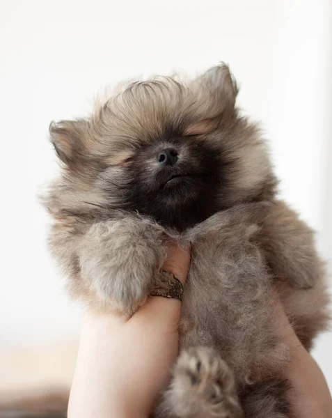Cachorrinho Pomerânia Pequeno Fofo Com Dois Meses Idade Fechou Olhos — Fotografia de Stock