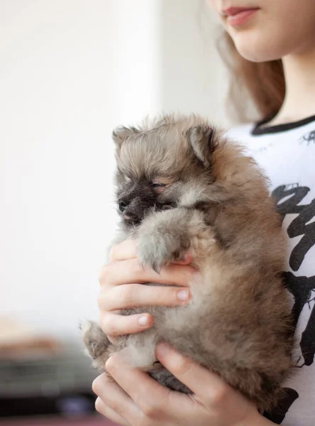 A girl holds a small fluffy two-month-old Pomeranian puppy in her arms. Side view — Stock Photo, Image