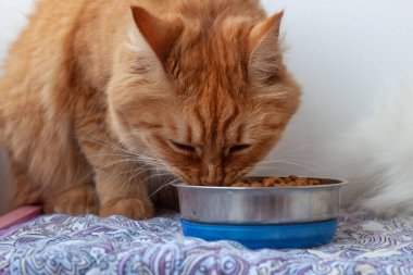 Turuncu kedi bir kaseden yemek yer. Hayvanlar için yemek