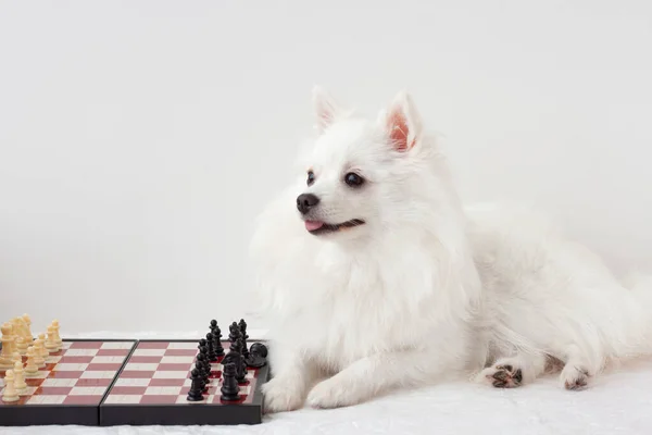 Beyaz Pomeranya köpeği beyaz bir arka planda satranç tahtasının yanında oturur.