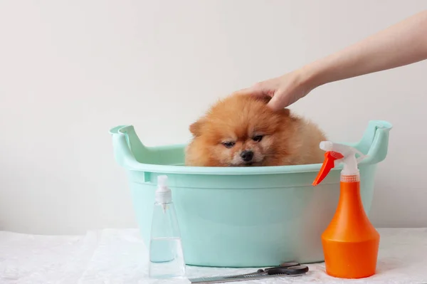 Pequeno Cachorro Laranja Pomeranian Está Sentado Bacia Mão Está Acariciando — Fotografia de Stock