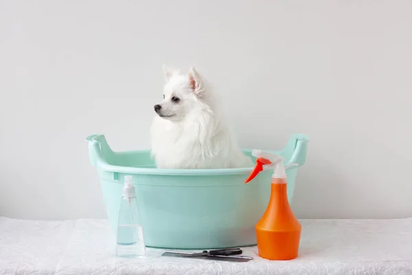 Маленькая собака, белая померанка, сидит в раковине, рядом есть средства по уходу за волосами. Понятие груминга, купания животных — стоковое фото
