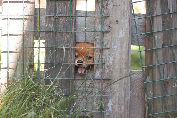 Parlak turuncu renkli küçük bir Pomeranya köpeği çitin arkasındaki demir ağın arkasında oturur ve çatlaktan bakar.