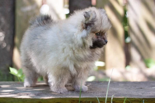 Маленькая собака двухмесячный Померанский щенок стоит боком на доске на фоне деревянного забора с открытым ртом — стоковое фото