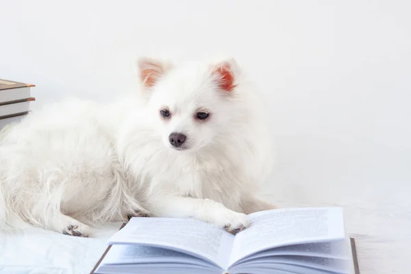 Естетично красивий білий маленький Померанський собака лежить біля відкритої книги. Поняття навчання, школи, читання, літератури — стокове фото