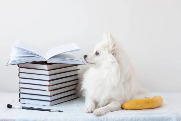 Aesthetics a beautiful white little Pomeranian dog lies next to a stack of books and a banana. Learning concept, school, reading, literature — Stock Photo, Image