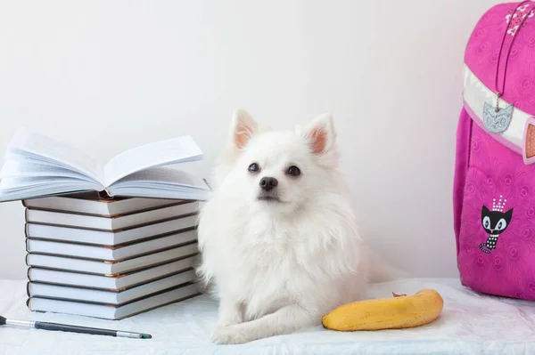 Aesthetics a beautiful white little Pomeranian dog lies next to a stack of books and a banana. Learning concept, school, reading, literature