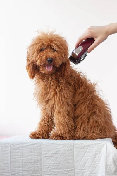 Küçük bir köpek kırmızı kahverengi renkli minyatür bir kaniş kabarık tüylü, uzun saçlı beyaz bir yüzey üzerinde elinde makasla oturuyor. Köpek tımarı