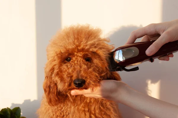 In der einen Hand hält ein kleiner Hund eines rot-braunen Pudels den Maulkorb, in der anderen einen Haarschneider zum Schneiden von Tieren. Das Konzept der Tierpflege — Stockfoto