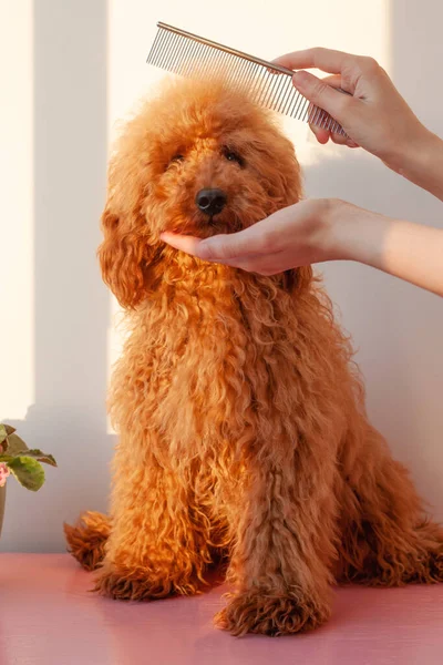 Одна рука держит намордник маленькой собаки, миниатюрный пудель красно-коричневого цвета, другая держит железную расческу над головой. Концепция ухода за животными — стоковое фото