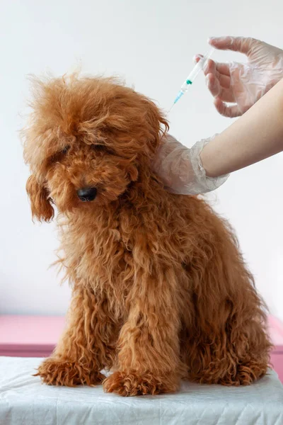 Küçük bir köpek, kırmızı minyatür bir kaniş, bir masada oturuyor, bir el onu pörsüğünden tutuyor, ikinci el bir şırınga tutuyor. Hayvan aşısı kavramı. — Stok fotoğraf