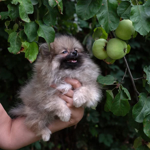 Egy három hónapos, bolyhos pomerániai kiskutya a kezén egy zöld almás ág mellett. — Stock Fotó