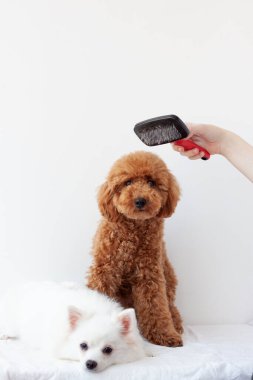 İki küçük köpek, minyatür bir kaniş ve beyaz bir arka planda bir Pomeranya köpeği, bir köpek bakım fırçası, bir yağmurluk