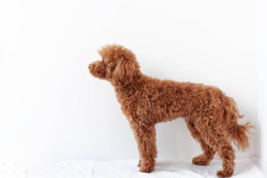 Minyatür bir kaniş beyaz bir arka planda ayakta duruyor. Evcil köpek eğitimi, bakım konsepti