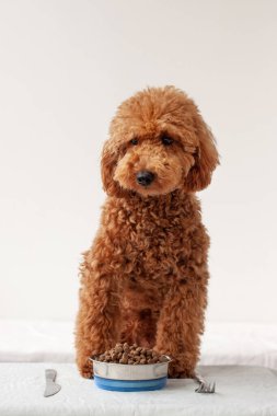 Masanın üzerinde bir kase köpek maması var. Masada çatal ve bıçak var. Minyatür kırmızı bir kaniş.