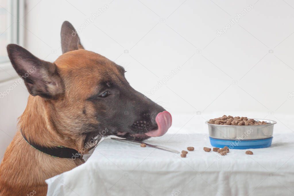There is a bowl of dog food on the table next to the Belgian Shepherd Malinois looks at the bowl and licks his lips