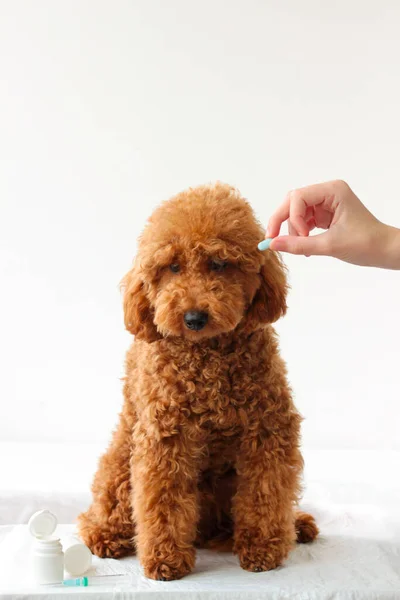 Een kleine hond, een miniatuur poedel, krijgt een blauwe pil. Dierenbehandeling, dierenarts. medicijnen aan een hond geven — Stockfoto