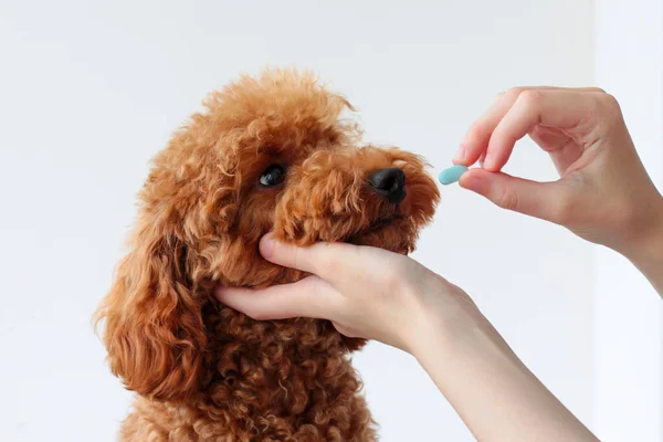 Маленькой собачке, миниатюрному пуделю, вручают одну синюю таблетку. Лечение животных, ветеринар. дать собаке лекарство Лицензионные Стоковые Изображения