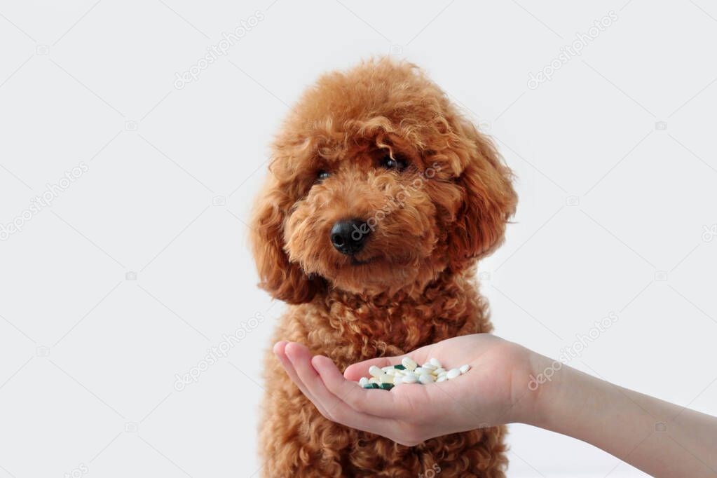 A small dog, a miniature poodle, is handed a handful of pills. Animal treatment, veterinarian. give medicine to a dog