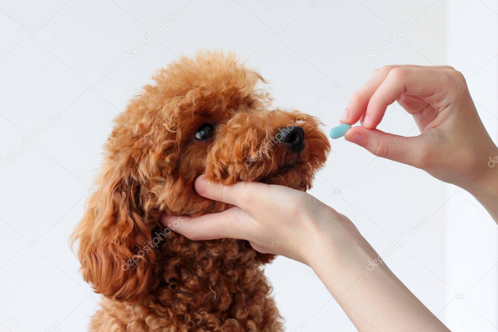 A small dog, a miniature poodle, is handed one blue pill. Animal treatment, veterinarian. give medicine to a dog