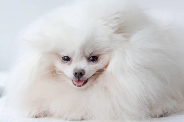 Nagyon bolyhos fehér kis kutya pomerániai mosolygós szájkosár közelről — Stock Fotó