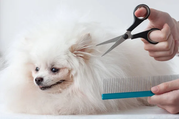 Un perrito pomeraniano blanco muy esponjoso sonríe junto a las manos de los peluqueros con tijeras y un peine — Foto de Stock