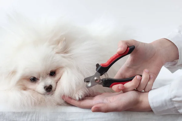 Muito fofo branco pequeno cão pomeranian ao lado das mãos com um cortador de garra, cortando as garras do animal de estimação — Fotografia de Stock