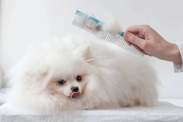 Un petit chien blanc très moelleux Poméranien à côté d'une main avec un peigne sur lequel il y a beaucoup de peluches, de laine — Photo