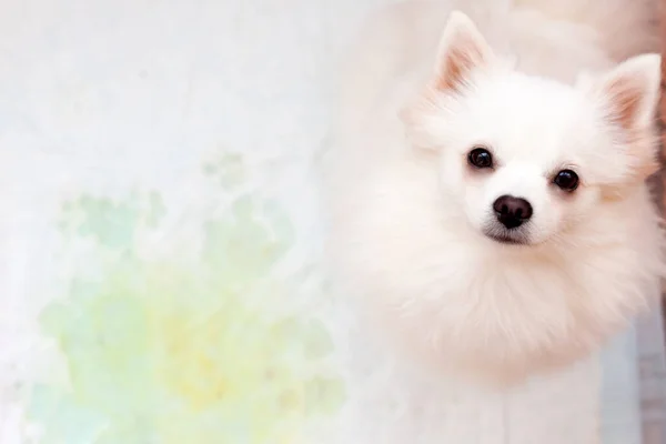 Um pequeno cão branco Pomeranian está sentado em uma fralda descartável ao lado de uma poça amarela — Fotografia de Stock