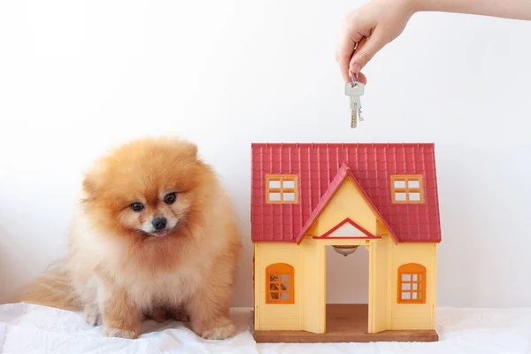 Beyaz bir arka planda, küçük bir ev kızıl saçlı küçük bir köpeğin yanında duruyor, bir Pomeranya Pomeranian köpeği, evin anahtarlarını elinde tutuyor.