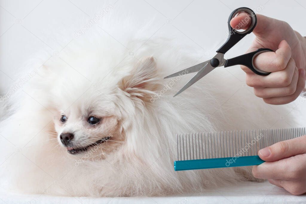 A very fluffy white little pomeranian dog is smiling next to the groomers hands with scissors and a comb