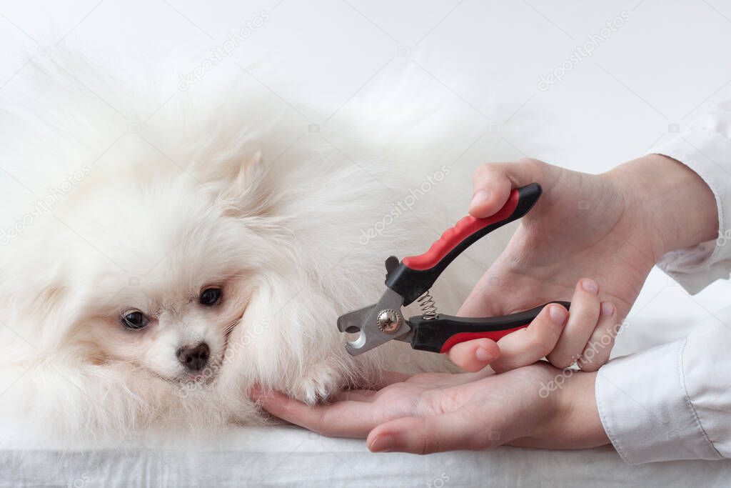 Very fluffy white small dog pomeranian next to the hands with a claw cutter, cutting the claws of the pet