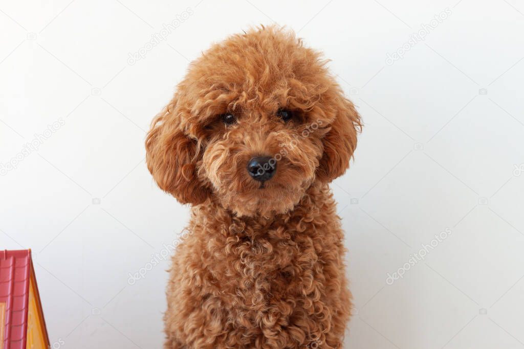Red brown miniature poodle muzzle close-up on a blue background