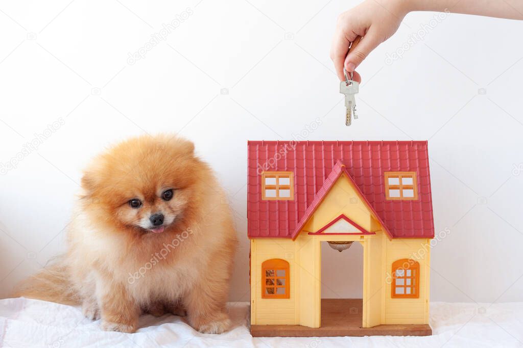 On a white background, a small house is sitting next to a red-haired little dog, a Pomeranian Pomeranian, holding out the keys to the house