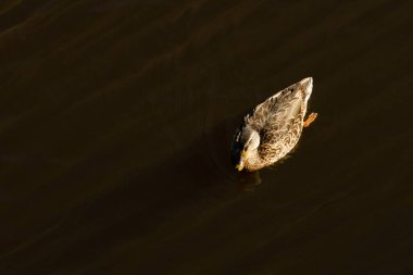 Vahşi ördek sakin suda gölde yüzer. Doğanın yatay fotoğrafı