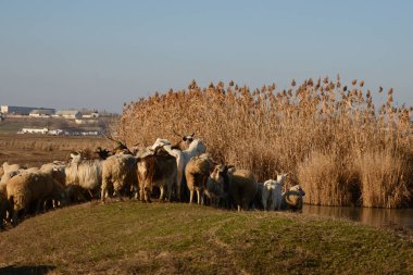 Bir koyun ve keçi sürüsü küçük bir nehri geçer. Kırsal kesimde güneşli bir günde koyun otlatmak. Tarım ve hayvancılık kavramı