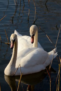 Güneşli bir günde bir çift beyaz kuğu. Sakin suyun arka planında hafif dalgalı zarif kuşlar. Aşkın ve sadakatin sembolü. Kıvrımlı, zarif boyunlara bir damla su. Dikey fotoğraf.