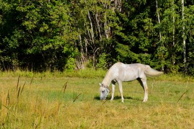 Güzel, özgür, beyaz bir at ormanın içindeki yeşil bir arazide otluyor. Yatay yaz fotoğrafı, köy manzarası.