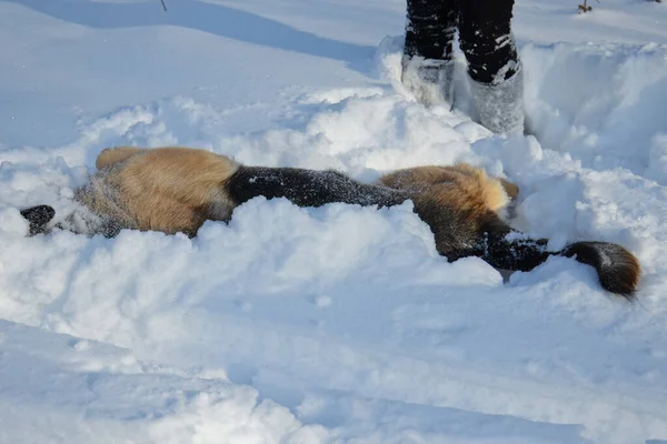 Německý Ovčák Zimě Leží Sněhu Jasný Slunečný Den — Stock fotografie