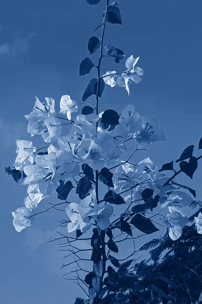 Квітуча Бугенвілья Лат Бугенвіль Фотографія Тонована Класичним Синім Кольором Квітковий — стокове фото