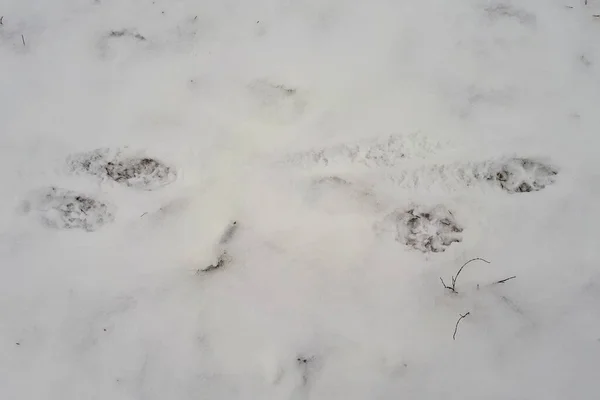 白い雪の上に猫の足跡 森の中の動物の痕跡を持つ白い雪 トップ表示 — ストック写真